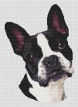 (image for) Boston Terrier Portrait